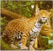 jaguar americký 1