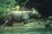 nosorožec jávský