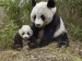 panda velká s mládětem